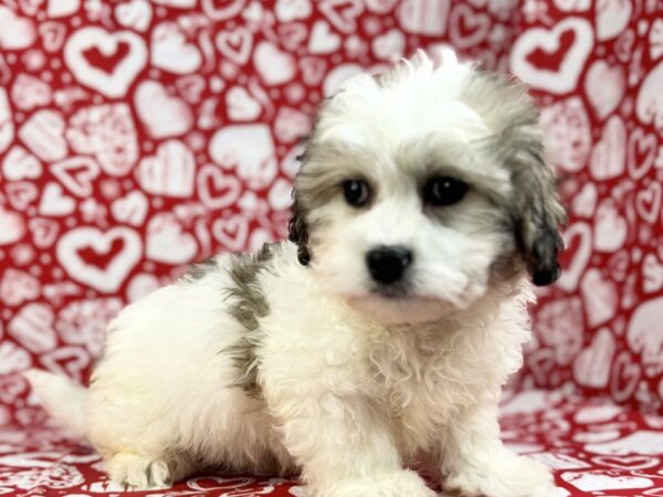 [#23793] Thor - White, Sable & Black Markings Male Teddy Bear Puppies for Sale