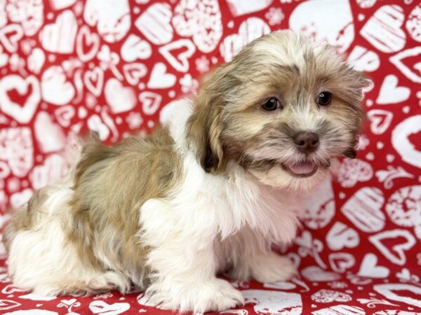 [#23803] Ditka - Brown and White Male Shih Tzu Puppies for Sale