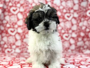 Shih Poo – 23802
