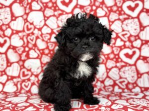 Petland Batavia, Illinois Poodle puppy available