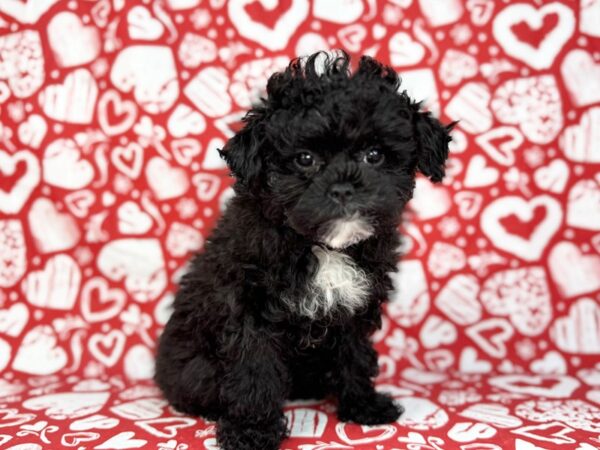 [#23789] Lana - Black Female Poodle Puppies for Sale