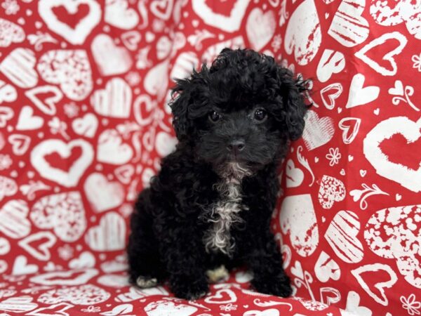 [#23788] Ash - Black Female Poodle Puppies for Sale