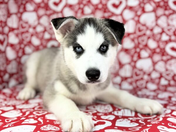 [#23751] Titus - Grey and White Male Siberian Husky Puppies for Sale