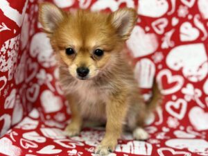 Petland Batavia, Illinois Pomeranian puppy available