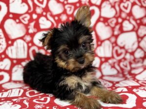 Petland Batavia, Illinois Yorkshire Terrier puppy available