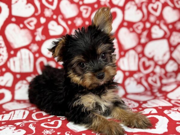 [#23781] Dolly - Black and Tan Female Yorkshire Terrier Puppies for Sale