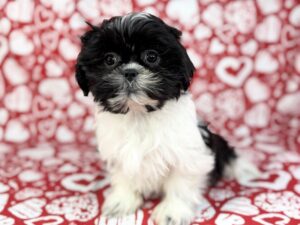 Petland Batavia, Illinois Shih Tzu puppy available