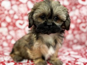 Petland Batavia, Illinois Shih Tzu puppy available