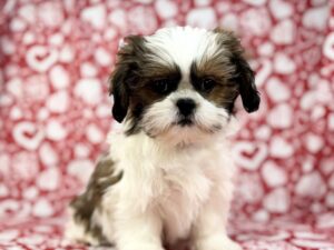 Petland Batavia, Illinois Shih Tzu puppy available