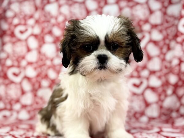 [#23804] Jersey - Brown and White Male Shih Tzu Puppies for Sale