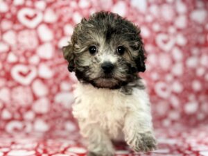 Teddy Bear – 23821