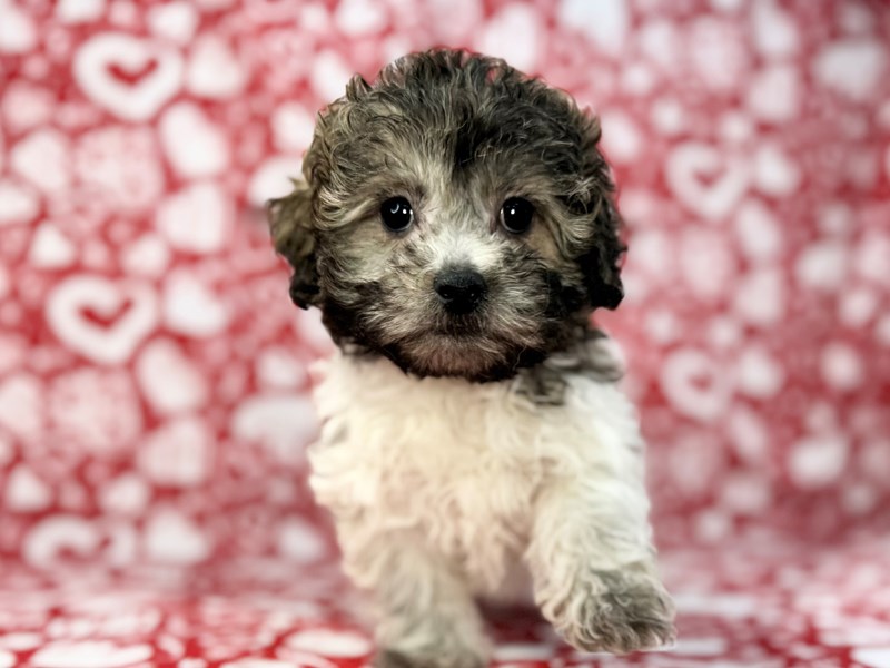 Teddy Bear in South Elgin, IL