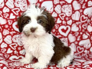 Petland Batavia, Illinois Havanese puppy available
