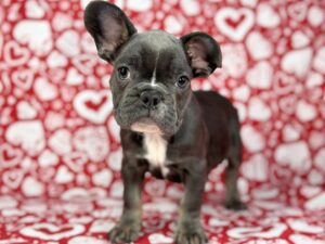 Petland Batavia, Illinois French Bulldog puppy available