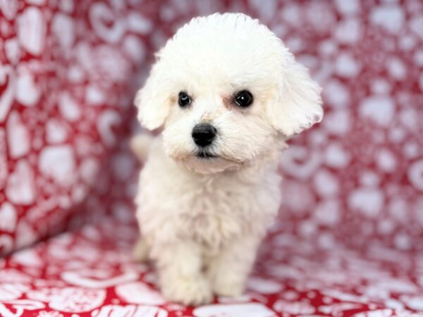 [#23832] Nella - White Female Bichon Frise Puppies for Sale