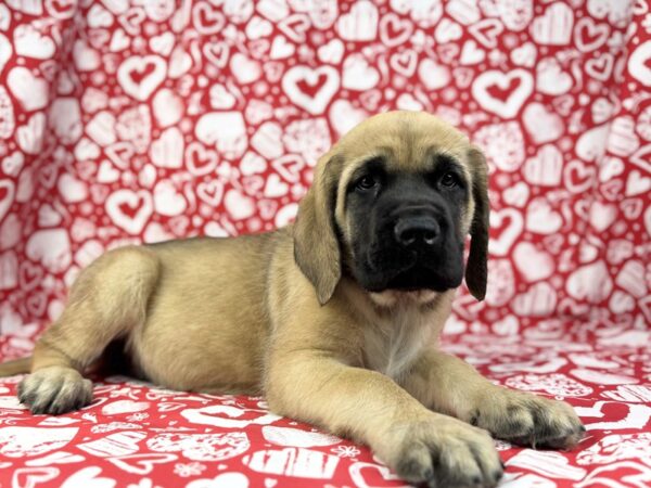 [#23849] Mylah - Fawn Female English Mastiff Puppies for Sale