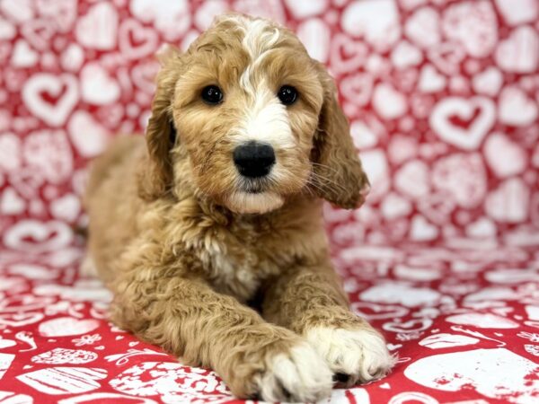 [#23867] Ruby - Golden Female Goldendoodle 2nd Gen Puppies for Sale