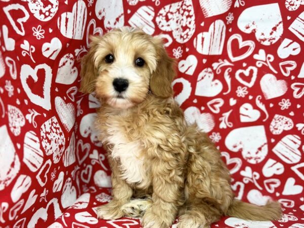 [#23860] Rory - Golden, White Markings Male Goldendoodle Mini 2nd Gen Puppies for Sale