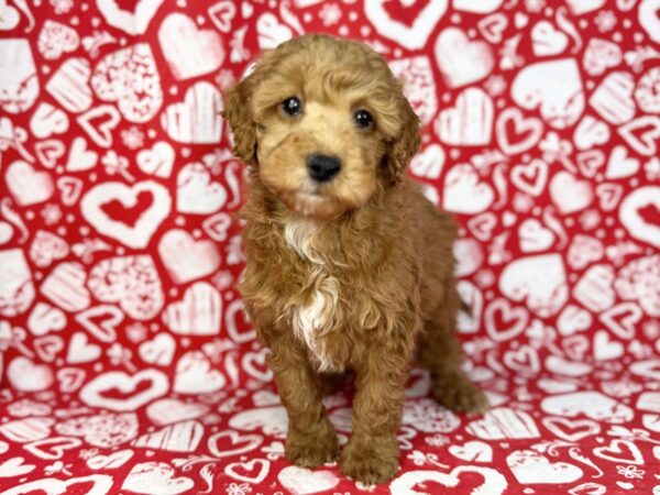[#23861] Otis - Golden, White Markings Male Goldendoodle Mini 2nd Gen Puppies for Sale