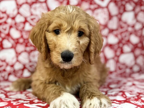 [#23865] Goose - Golden Male Goldendoodle 2nd Gen Puppies for Sale