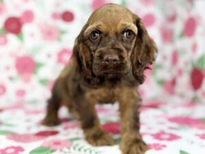 Petland Batavia, Illinois Cocker Spaniel puppy available