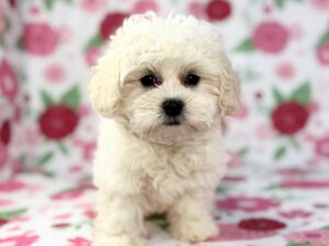 Petland Batavia, Illinois Teddy Bear puppy available