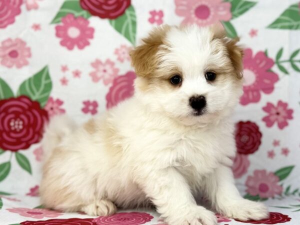 [#23869] Alfie - Tan Male Malti-Pom Puppies for Sale