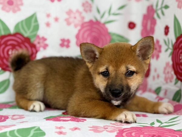 [#23875] Suki - Red Sesame Female Shiba Inu Puppies for Sale