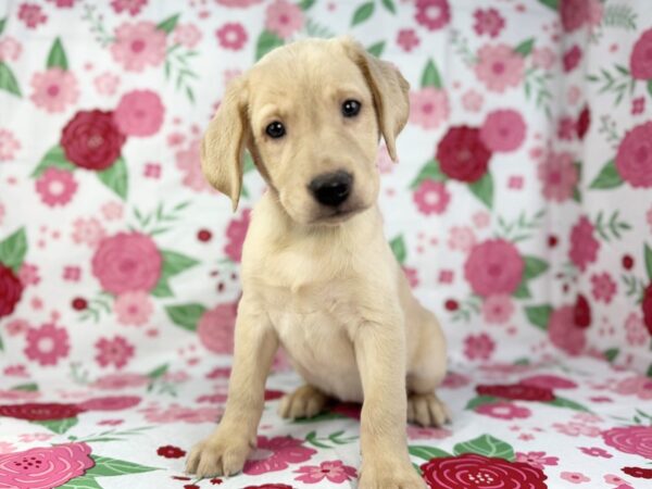 [#23874] Brooklyn - Yellow Female Labrador Retriever Puppies for Sale