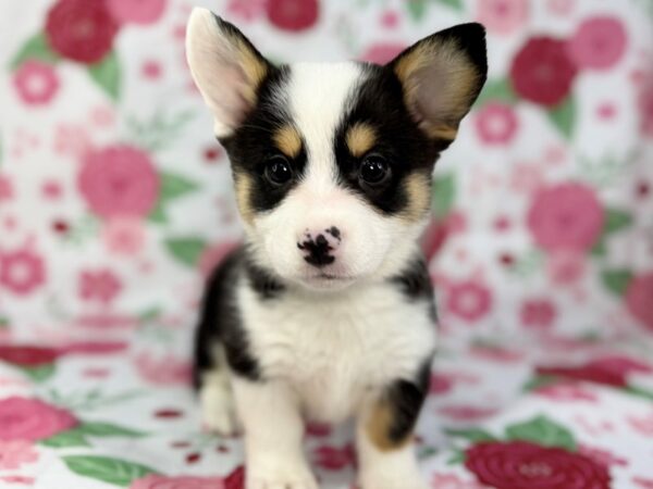 [#23873] Gracie - Black and Tan Female Pembroke Welsh Corgi Puppies for Sale