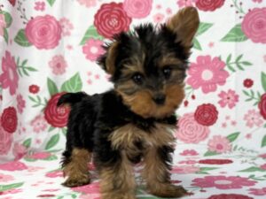 Petland Batavia, Illinois Yorkshire Terrier puppy available