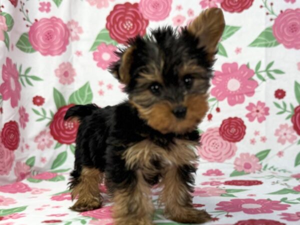 [#23870] Gigi - Black and Tan Female Yorkshire Terrier Puppies for Sale