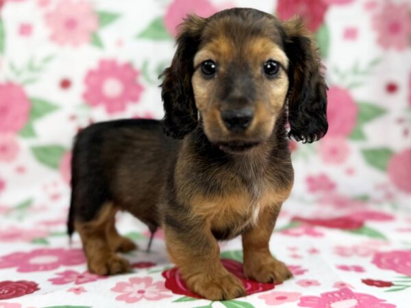 [#23882] Chip - Sable, White Markings Male Dachshund Puppies for Sale