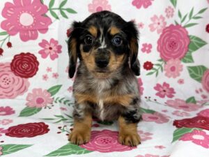 Petland Batavia, Illinois Dachshund puppy available
