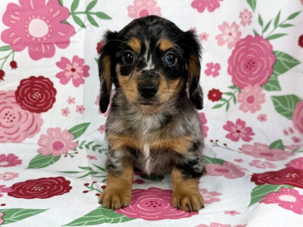 [#23885] Dale - Blue Merle Dapple Male Dachshund Puppies for Sale