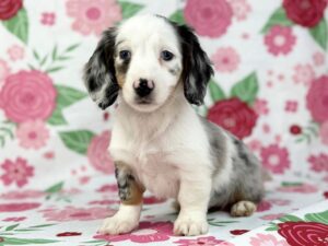 Petland Batavia, Illinois Dachshund puppy available