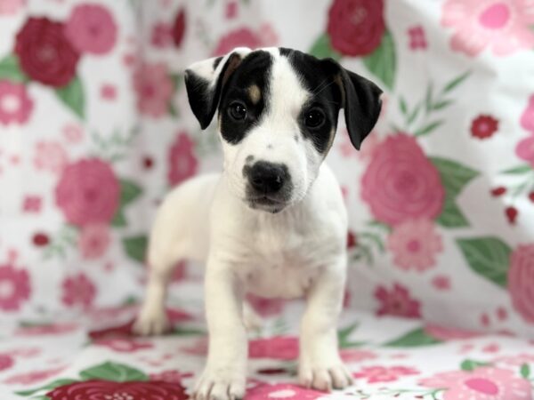 [#23893] Buster - White Black and Tan Male Jack Russell Terrier Puppies for Sale