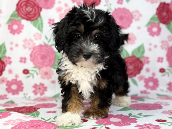 [#23892] Ralph - Black Brown and White Male Miniature Bernedoodle F1b Puppies for Sale