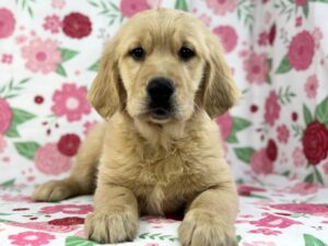 Petland Batavia, Illinois Golden Retriever puppy available