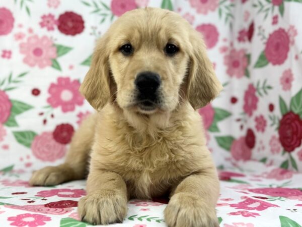 [#23890] Nala - Golden Female Golden Retriever Puppies for Sale