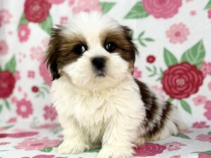 Petland Batavia, Illinois Lhasa Apso puppy available