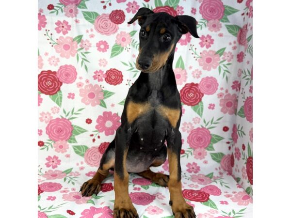 [#23888] Missy - Black and Rust Female Doberman Pinscher Puppies for Sale