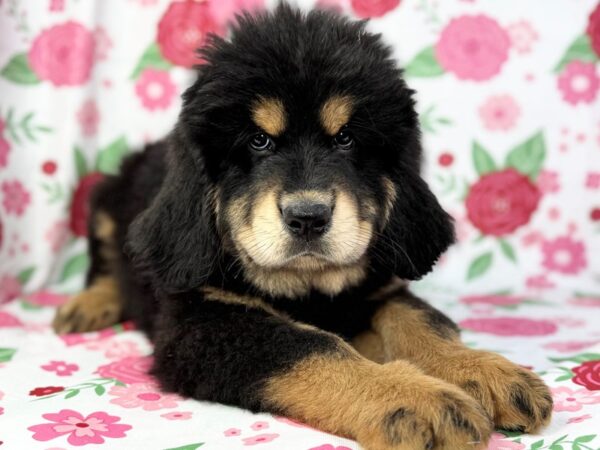 [#23887] Koda - Black and Tan Male Tibetan Mastiff Puppies for Sale