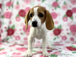Petland Batavia, Illinois Beagle puppy available