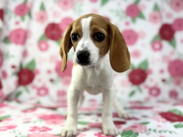 [#23886] Louie - Red and White Male Beagle Puppies for Sale