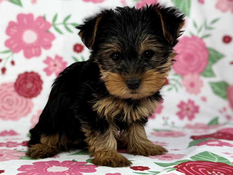 Yorkshire Terrier in Aurora, IL