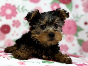 Petland Batavia, Illinois Yorkshire Terrier puppy available