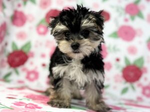 Petland Batavia, Illinois Morkie puppy available