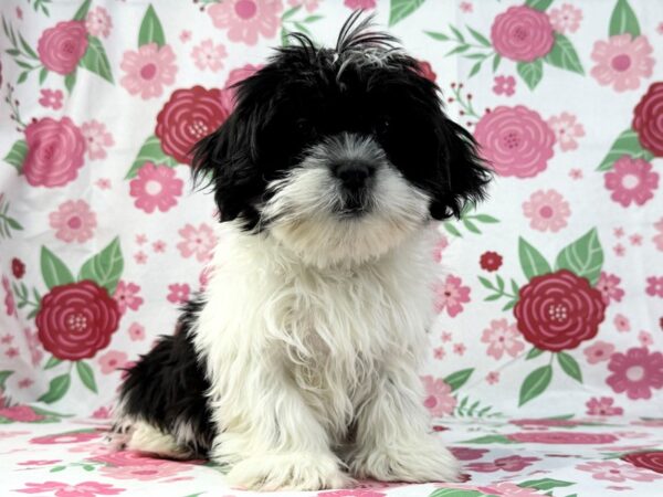 [#23907] Astro - Black and White Male Lhasa Apso Puppies for Sale