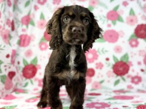 Petland Batavia, Illinois Cocker Spaniel puppy available